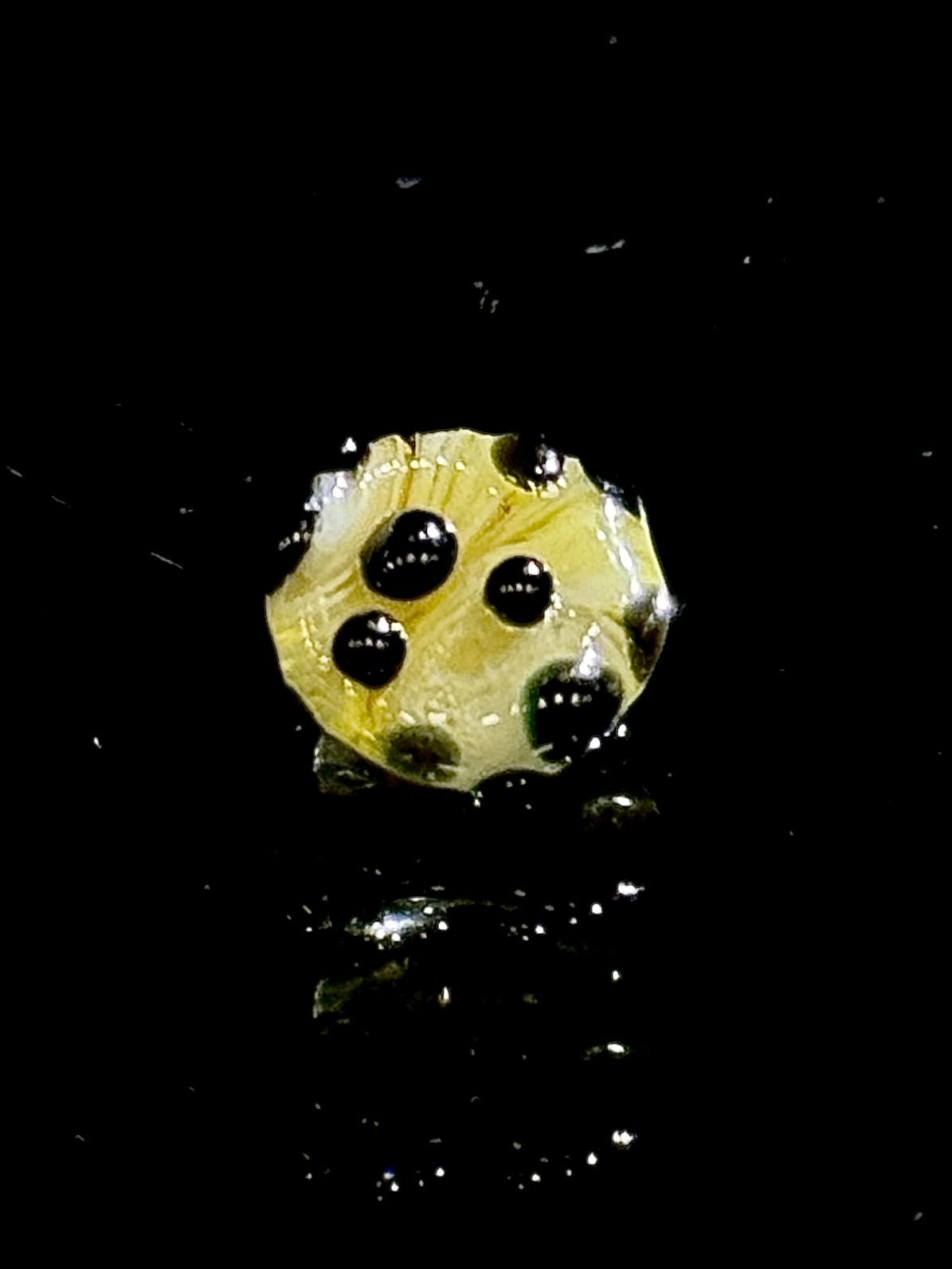 Abagail Baker Cookie Pearl Default Headies Hideout